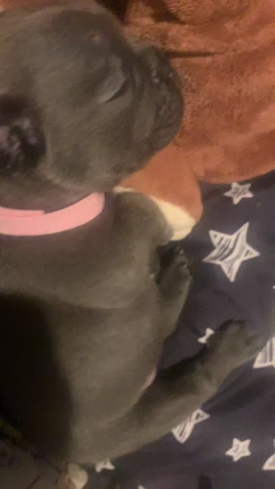 Lilac/Blue and tan female  (Orange collar), a female French Bulldog for sale in Abbeville, LA – 8 of 9