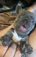 Lilac/Blue and tan female (caution: potential for knee issues), a female French Bulldog for sale in Abbeville, LA – 3 of 10