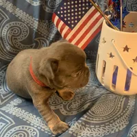 Blue and Tan Male (Red Collar), a male French Bulldog for sale in Abbeville, LA – 6 of 8
