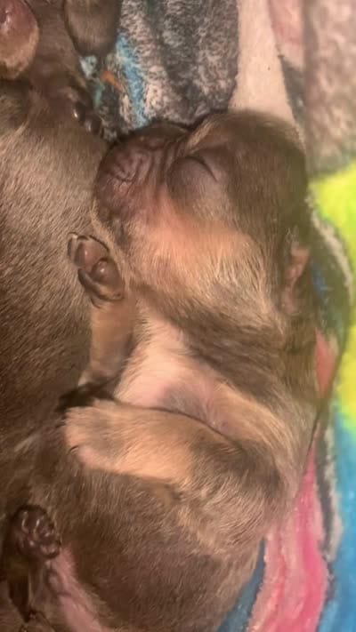 Tricolor Blue and Tan Male (black collar) , a male French Bulldog for sale in Abbeville, LA – 3 of 7