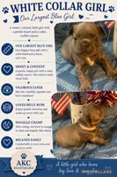 Blue Female (white collar), a female French Bulldog for sale in Abbeville, LA – 8 of 9
