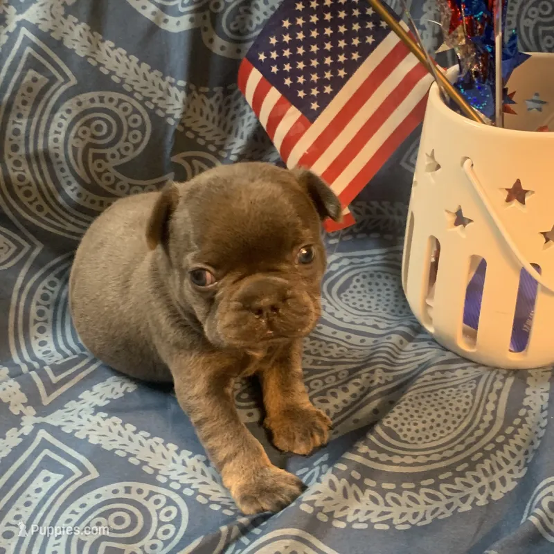 Blue and Tan Male (Red Collar) – French Bulldog puppy for sale in Abbeville, LA