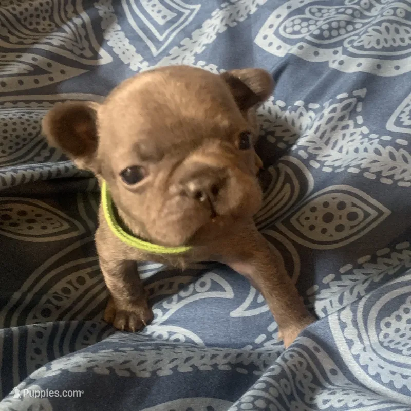 Blue male (Green Collar) – French Bulldog puppy for sale in Abbeville, LA
