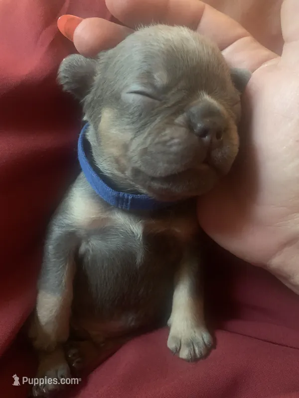 Lilac and tan male (Blue collar) – French Bulldog puppy for sale in Abbeville, LA