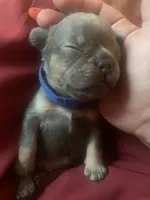 Lilac and tan male (Blue collar), a male French Bulldog for sale in Abbeville, LA – 1 of 6