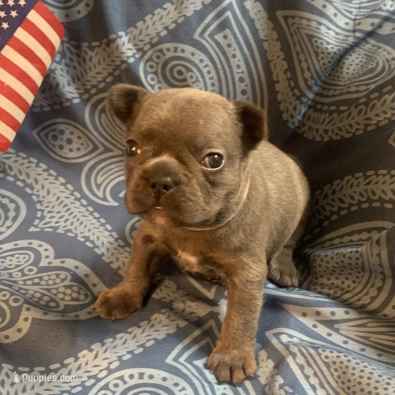 Blue Female (Pink Collar) – French Bulldog puppy for sale in Abbeville, LA