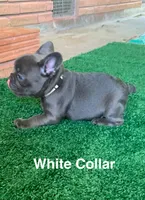 Blue Female (white collar), a female French Bulldog for sale in Abbeville, LA – 3 of 9