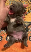 Blue Female (white collar), a female French Bulldog for sale in Abbeville, LA – 4 of 6