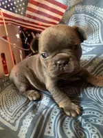 Blue and Tan Male (Red Collar), a male French Bulldog for sale in Abbeville, LA – 3 of 5
