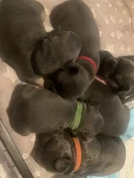 Blue male (Green Collar), a male French Bulldog for sale in Abbeville, LA – 3 of 5