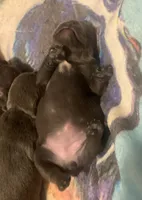 Blue Female (Pink Collar), a female French Bulldog for sale in Abbeville, LA – 4 of 9