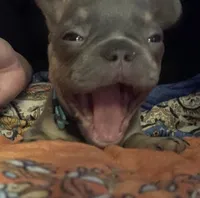Lilac and tan male (Blue collar), a male French Bulldog for sale in Abbeville, LA – 10 of 10