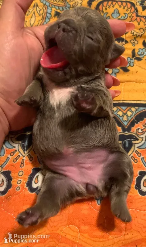 Lilac/Blue and tan female  (Orange collar) – French Bulldog puppy for sale in Abbeville, LA