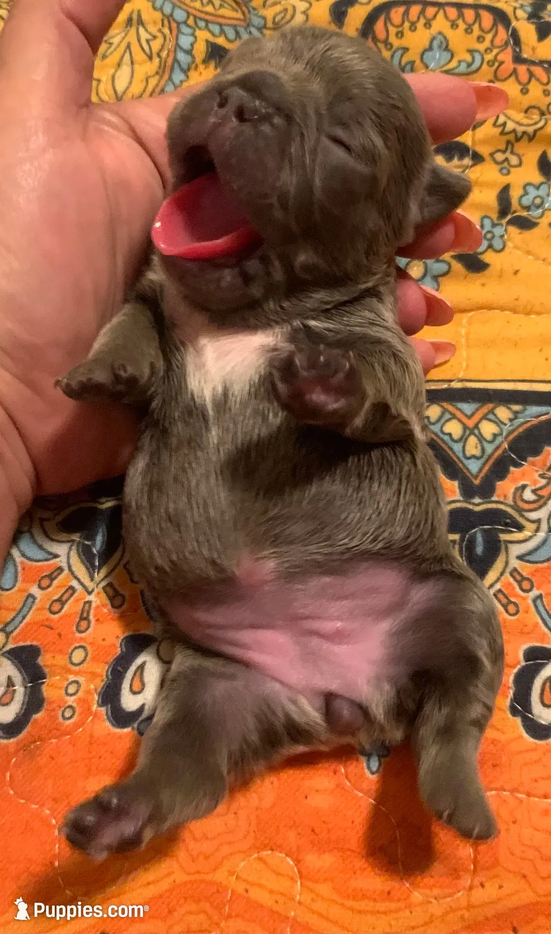 Lilac/Blue and tan female  (Orange collar), a female French Bulldog for sale in Abbeville, LA – 1 of 9