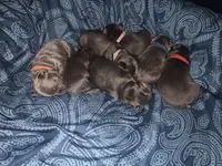Lilac/Blue and tan female  (Orange collar), a female French Bulldog for sale in Abbeville, LA – 5 of 9