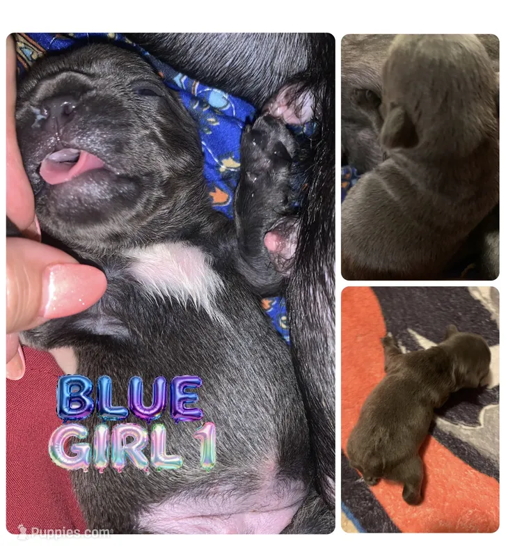 Blue Female (white collar) – French Bulldog puppy for sale in Abbeville, LA