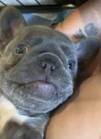 Lilac/Blue and tan female (caution: potential for knee issues), a female French Bulldog for sale in Abbeville, LA – 2 of 10