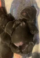 Blue Female (Pink Collar), a female French Bulldog for sale in Abbeville, LA – 5 of 9