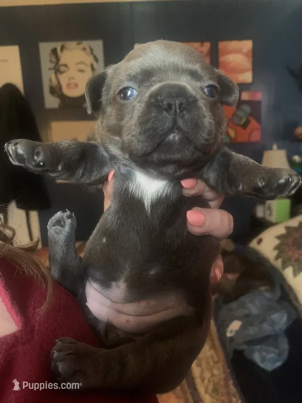 Blue Female #1 – French Bulldog puppy for sale in Abbeville, LA