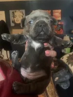 Blue Female #1, a female French Bulldog for sale in Abbeville, LA – 1 of 2