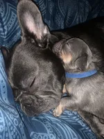 Lilac and tan male (Blue collar), a male French Bulldog for sale in Abbeville, LA – 6 of 6