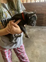 Blue and Tan Male (Red Collar), a male French Bulldog for sale in Abbeville, LA – 2 of 8