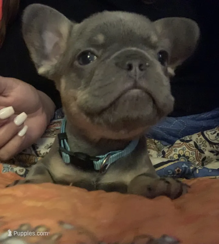 Lilac and tan male (Blue collar) – French Bulldog puppy for sale in Abbeville, LA