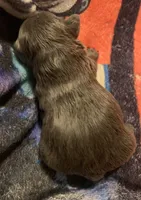 Lilac/Blue and tan female  (Orange collar), a female French Bulldog for sale in Abbeville, LA – 2 of 9