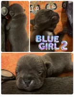 Blue Female (Pink Collar), a female French Bulldog for sale in Abbeville, LA – 3 of 9