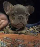 Lilac and tan male (Blue collar), a male French Bulldog for sale in Abbeville, LA – 2 of 10