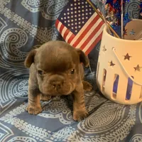 Blue and Tan Male (Red Collar), a male French Bulldog for sale in Abbeville, LA – 5 of 8