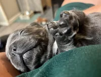 Blue Female (white collar), a female French Bulldog for sale in Abbeville, LA – 3 of 6