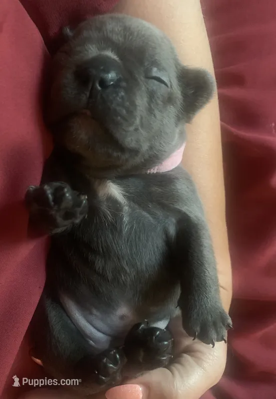Blue Female (Pink Collar) – French Bulldog puppy for sale in Abbeville, LA
