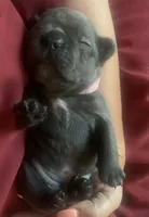 Blue Female (Pink Collar), a female French Bulldog for sale in Abbeville, LA – 1 of 9
