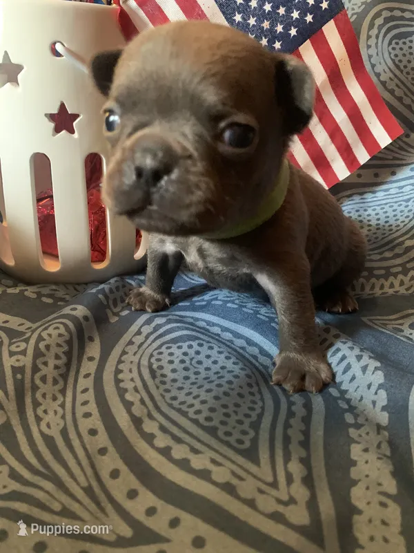 Blue male (Green Collar) – French Bulldog puppy for sale in Abbeville, LA