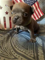 Blue male (Green Collar), a male French Bulldog for sale in Abbeville, LA – 1 of 5