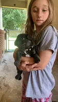 Blue Female (white collar), a female French Bulldog for sale in Abbeville, LA – 2 of 9