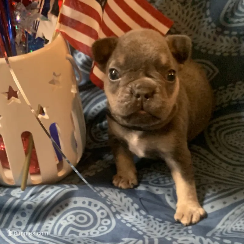 Tricolor Blue and Tan Male (black collar)  – French Bulldog puppy for sale in Abbeville, LA