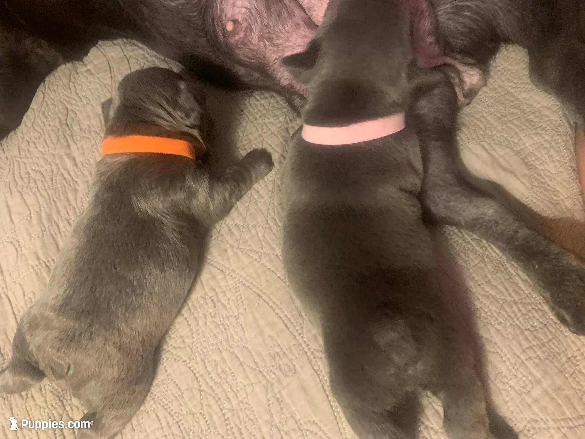 Lilac/Blue and tan female  (Orange collar), a female French Bulldog for sale in Abbeville, LA – 7 of 9