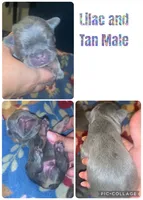 Lilac and tan male (Blue collar), a male French Bulldog for sale in Abbeville, LA – 4 of 6