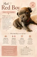 Blue and Tan Male (Red Collar), a male French Bulldog for sale in Abbeville, LA – 2 of 5