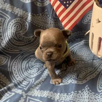 Blue male (Green Collar) “the runt”, a male French Bulldog for sale in Abbeville, LA – 6 of 9