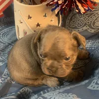 Blue Female (white collar), a female French Bulldog for sale in Abbeville, LA – 5 of 9