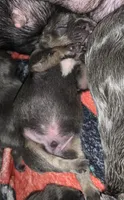 Tricolor Blue and Tan Male (black collar) , a male French Bulldog for sale in Abbeville, LA – 5 of 7