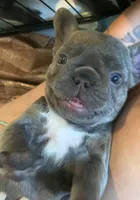 Lilac/Blue and tan female (caution: potential for knee issues), a female French Bulldog for sale in Abbeville, LA – 1 of 10
