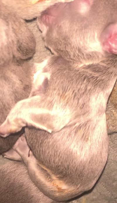Lilac/Blue and tan female  (Orange collar), a female French Bulldog for sale in Abbeville, LA – 6 of 9