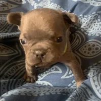 Blue male (Green Collar) “the runt”, a male French Bulldog for sale in Abbeville, LA – 7 of 9