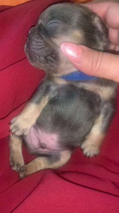 Lilac and tan male (Blue collar), a male French Bulldog for sale in Abbeville, LA – 3 of 6