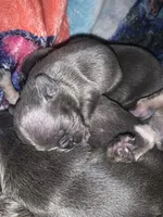 Blue male (Green Collar), a male French Bulldog for sale in Abbeville, LA – 4 of 5