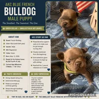 Blue male (Green Collar) “the runt”, a male French Bulldog for sale in Abbeville, LA – 9 of 9